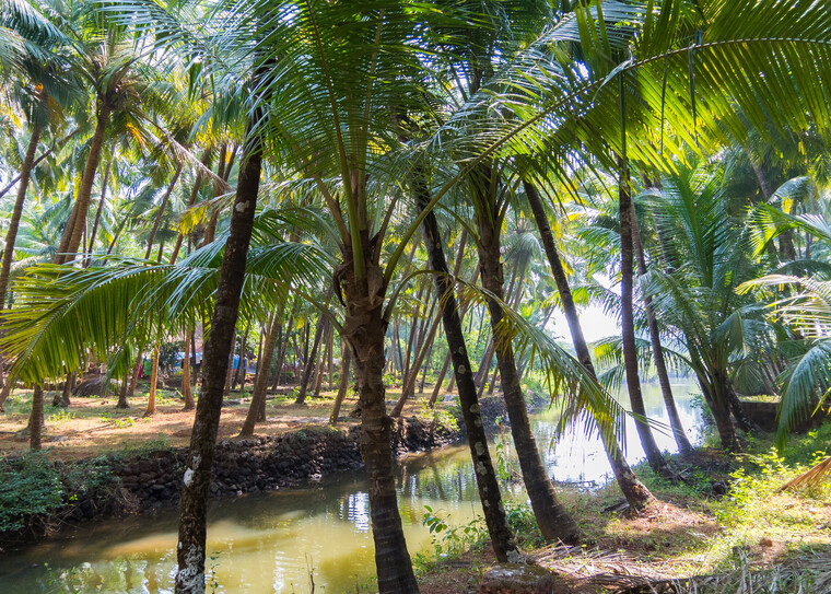 India 2014 - Goa 078.jpg